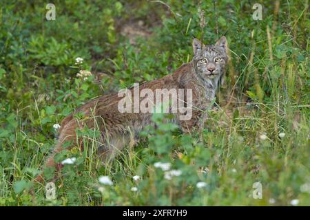 Canada Lynx (Lynx canadensis) camminando attraverso un prato di montagna in serata. Manning Provincial Park, Columbia Britannica, Canada. Luglio . Foto Stock