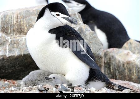 Pinguini Chinstrap (Pygoscelis antarcticus) adulti con pulcini grandi e morbidi. Hydrurga Rocks. Vicino a Cuverville Island, Penisola Antartica. Foto Stock