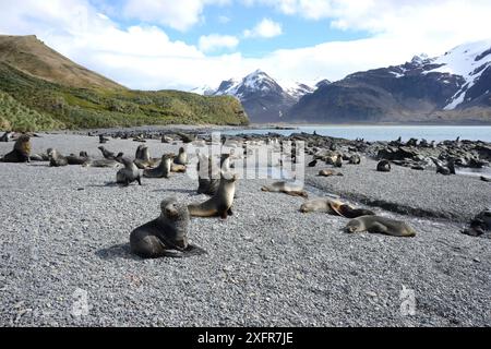 Colonia di otarie orsine antartiche (Arctocephalus gazella) sulla spiaggia. Fortuna Bay, Georgia del Sud. Gennaio. Foto Stock