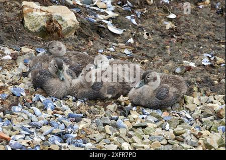 Anatra al vapore delle Falkland (Tachyeres leucocephalus) covata di anatre sulla costa. Porto Stanley. Isole Falkland. Gennaio. Foto Stock