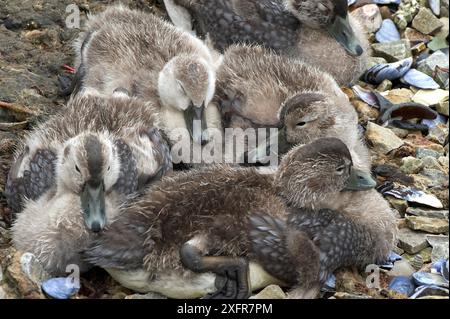 Anatra al vapore delle Falkland (Tachyeres leucocephalus) covata di anatre sulla costa. Porto Stanley. Isole Falkland. Gennaio. Foto Stock