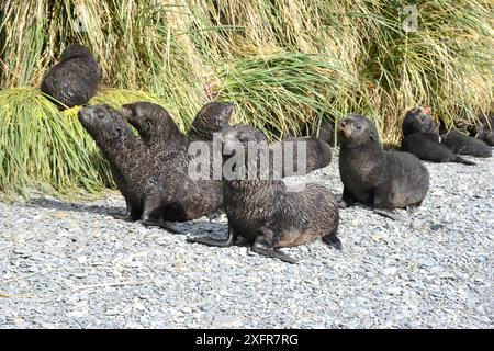 Foca da pelliccia antartica (Arctocephalus gazella) piccoli cuccioli riuniti nel creche, fortuna Bay. Georgia del Sud. Gennaio. Foto Stock