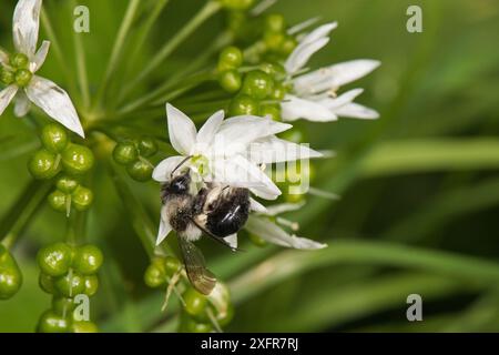 Ashy Mining Bee (Andrena cineraria), on Wild Garlic (Allium ursinum), antico bosco semi-naturale, Malvern Hills, Worcestershire, Inghilterra, Regno Unito, maggio. Foto Stock
