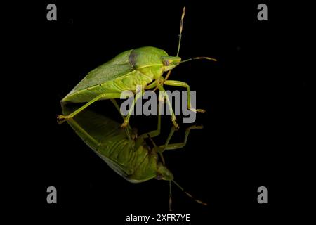 Ritratto in studio di una cimice verde (Acrosternum hilare) parassiti di alberi da frutta a guscio, cotone, soia e altre colture. I pipistrelli messicani dalla coda libera si nutrono di alcune specie di insetti puzzolenti. Texas, Stati Uniti, giugno. Foto Stock