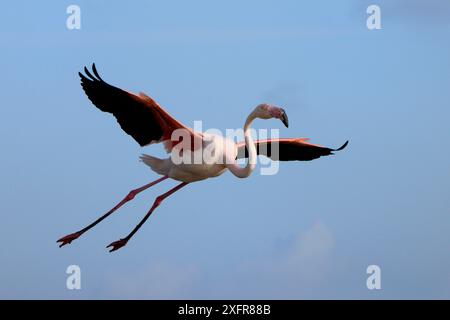 Grande fenicottero (Phoenicopterus roseus) sbarco, Camargue, Francia. Febbraio Foto Stock