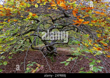 Faggio ritorto (Fagus sylvatica var. Tortuosa) in autunno, Parco naturale Montagne de Reims, Champagne, Francia, ottobre 2017 Foto Stock