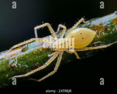 Thasata ragno fantasma (Anyphaenidae) foresta dell'Atlantico sud-orientale, Tapirai, San Paolo, Brasile. Foto Stock