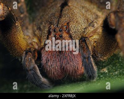 Ragno errante brasiliano (Phoneutria nigriventer). Foresta dell'Atlantico sud-orientale, Piedade, San Paolo, Brasile. Foto Stock