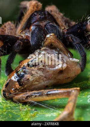 Ragno vagante (Ctenus medius) che si nutre di una rana di Ischnocnema. Foresta dell'atlantico sud-orientale, Tapirai, San Paolo, Brasile. Foto Stock