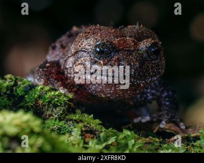 Rana (Cycloramphus acangatan) specie di rana vulnerabili. Foresta dell'Atlantico sud-orientale, Tapirai, San Paolo, Brasile. Foto Stock