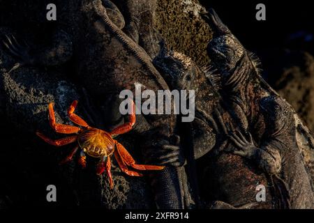 Granchio Sally lightfoot (Grapsus grapsus) su roccia con iguane marine (Amblyrhynchus cristatus) a riposo, isola Floreana, Galapagos, specie vulnerabili. Foto Stock