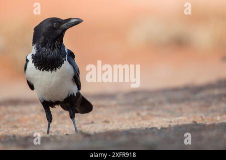 Ritratto corvo pied (Corvus albus), deserto del Namib, Sossusvlei, Namibia. Foto Stock