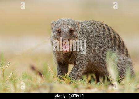 Scimmia (Mungos mungo) Calling, Parco Nazionale di Etosha, Provincia di Harare, Namibia. Foto Stock