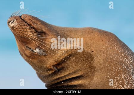 Leone marino delle Galapagos (Zalophus wollebaeki) inclinato indietro, isola Floreana, Galapagos, specie minacciate di estinzione. Foto Stock