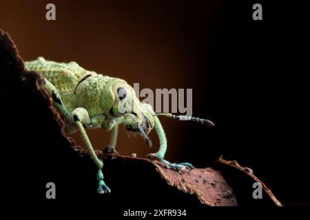 weevil dal naso largo (Compsus sp.) Ritratto, Parco Nazionale di Yasuni, Orellana, Ecuador. Foto Stock