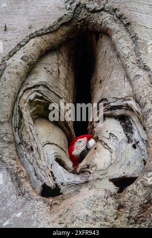 Amaca alata verde / Amaca rossa e verde (Ara chloropterus) che nidificano in un buco nel tronco dell'albero, Tambopata, madre de Dios, Perù. Foto Stock