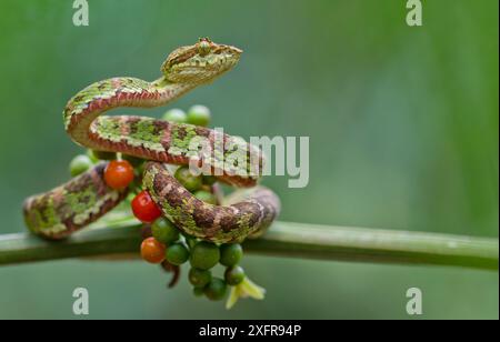 Pitviper di palma cipollina (Bothriechis schlegelii) arricciata di frutti di bosco su ramoscello, Canande, Esmeraldas, Ecuador. Foto Stock