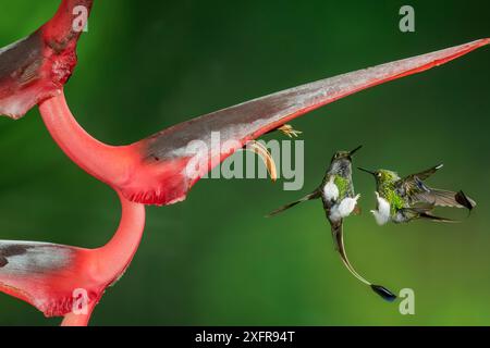 Coda di racchetta (Ocreatus underwoodii) due maschi che combattono in volo, Mindo, Pichincha, Ecuador. Foto Stock