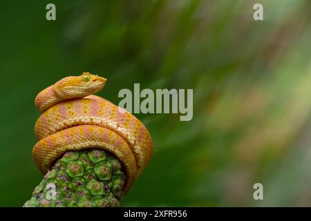 Pitviper di palma cipollina (Bothriechis schlegelii) curled round Plant, Canande, Esmeraldas, Ecuador. Foto Stock