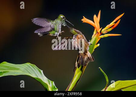 coronetto dalla coda di rondine (Boissonneaua flavescens) e coda di racchetta di rufo femminile (Ocreatus underwoodii addae) combattendo in volo, Mashpi, Pichincha, Ecuador. Foto Stock