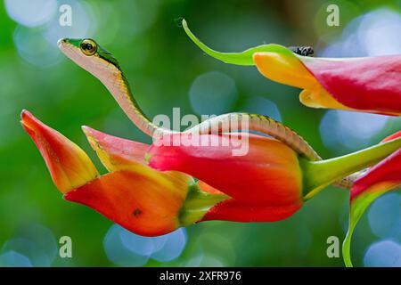 Serpente pappagallo Chocoan (Leptophis bocourti) sul fiore heliconia con mosca sullo sfondo, Sarapiqui, Heredia, Costa Rica. Foto Stock