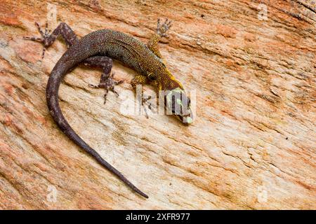 Geco solare arcobaleno (Gonatodes humeralis) su legno, Cuyabeno, Sucumbios, Ecuador. Foto Stock