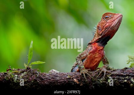 Lucertola in legno amazzonico / ritratto dell'iguana nana di Guichenot (Enyalioides laticeps), Parco Nazionale di Yasuni, Orellana, Ecuador. Foto Stock