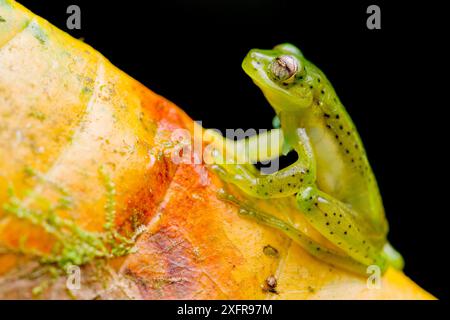 Ritratto rana di vetro smeraldo (Espadarana prosoblepon), seduta su foglia, riserva di Buenaventura, Pinas, El Oro, Ecuador. Foto Stock