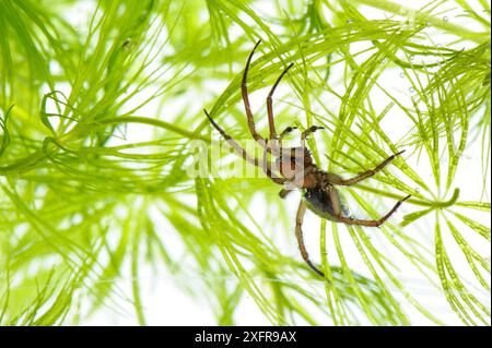 Bell Spider (Argyroneta aquatica), Italia, febbraio. Foto Stock
