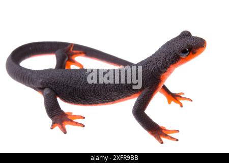 Tritone con panciotto rosso (Taricha rivularis) su sfondo bianco, California, USA, agosto. Foto Stock