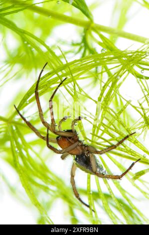 Bell Spider (Argyroneta aquatica), Italia, febbraio. Foto Stock