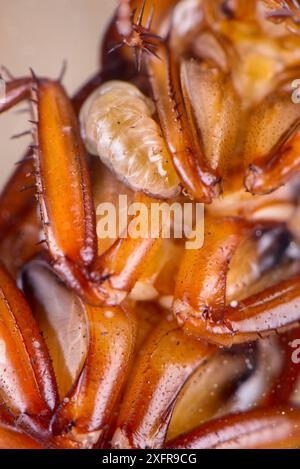 Larva della vespa (Ampulex compressa) che succhia l'emolinfa dal suo scarafaggio ospite, prigioniero Foto Stock