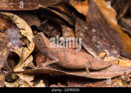 Camaleonte in foglia marrone (Brookesia superciliaris) mimetizzato in lettiera, Madagascar Foto Stock