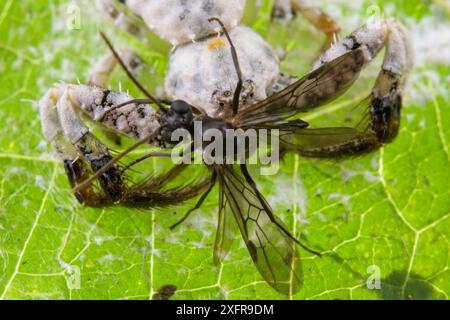 Ragno che lascia cadere gli uccelli (Phrynarachne decipiens) che si nutre alla mosca, mimetizzato sulla tela sulla foglia per imitare le feci degli uccelli, Borneo. Foto Stock