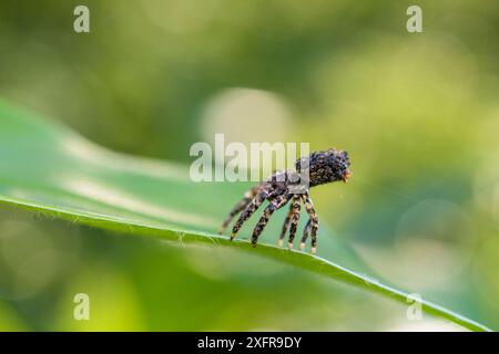 Ragno (Phrynarachne rugosa) Andasibe, Madagascar Foto Stock