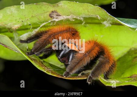 Huntsman spider (Megaloremmius leo) Andasibe, Madagascar. Specie endemiche. Foto Stock