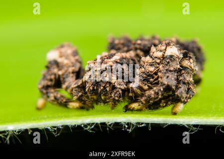 Ragno (Phrynarachne rugosa) dall'aspetto ruvido simile al lichene, Andasibe, Madagascar Foto Stock