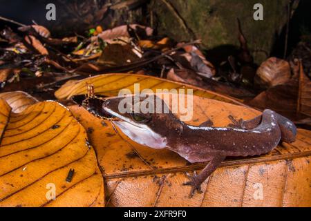 Geco di gatto (Aeluroscalabotes felinus) Sarawak, Borneo malese. Foto Stock