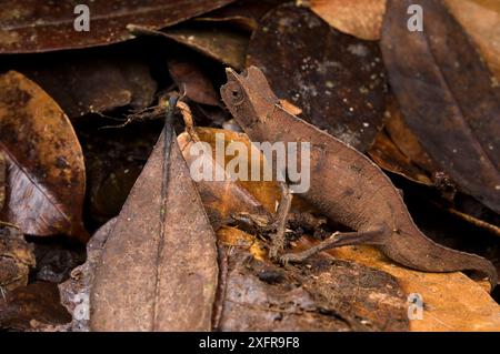 Camaleonte in foglia marrone (Brookesia superciliaris) mimetizzato in lettiera, Madagascar Foto Stock