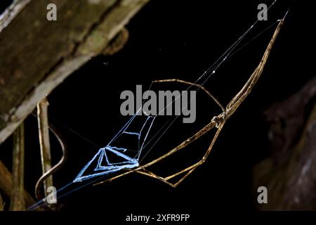 Orco fronteggiato ragno (Deinopis sp.), Perù Foto Stock