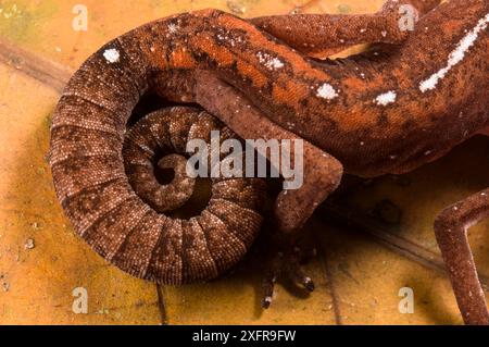 Il geco gatto (Aeluroscalabotes felinus) si avvolse quando fu toccato, Sarawak, Borneo malese. Foto Stock