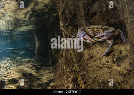 Granchio d'acqua dolce (Potamon fluviatile), donna adulta sul letto del ruscello all'ingresso della sua tana, Italia. Agosto. Foto Stock