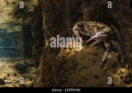 Granchio d'acqua dolce (Potamon fluviatile) femmina adulta sul letto del ruscello all'ingresso della sua tana, Italia. Agosto 2012. Foto Stock