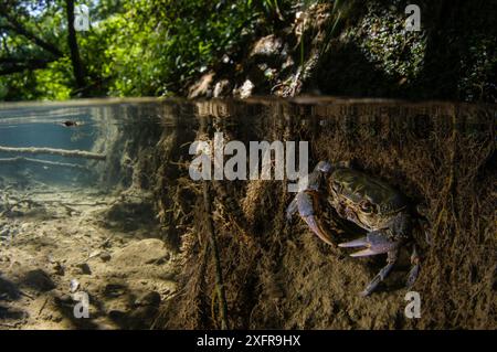 Granchio d'acqua dolce (Potamon fluviatile), maschio adulto all'ingresso della sua tana, Toscana, Italia, agosto. Foto Stock