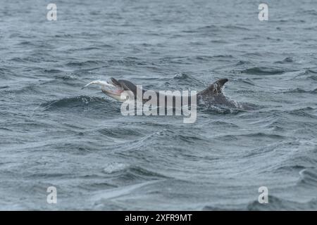 Delfino tursiope (Tursiops truncatus) Moray Firth, Highlands, Scozia. Luglio. Foto Stock