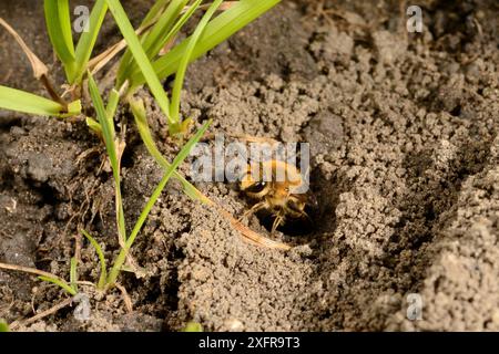 Femmina d'ape d'edera (Colletes hederae) che emerge dalla tana durante la stagione autunnale di apparizione e accoppiamento, Wiltshire Garden, Regno Unito, settembre. Foto Stock