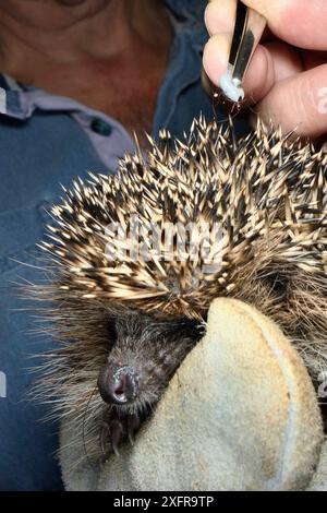 Hedgehog tick (Ixodes hexagonus) rimosso da un Hedgehog (Erinaceus europaeus) con pinzette, Chippenham, Wiltshire, Regno Unito, agosto 2017. Modello rilasciato. Foto Stock