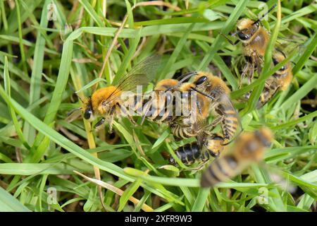 I maschi Ivy bee (Colletes hederae) competono per accoppiarsi con una femmina subito dopo la sua apparizione da una tana in una banca erbosa, con un altro che vola sopra la palla di accoppiamento, Wiltshire, Regno Unito, settembre. Foto Stock