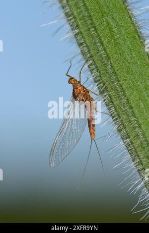 Pond Olive mayfly (Cloeon dipterum) femmina on a nettle stem, Wiltshire, UK, maggio. Foto Stock