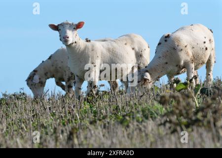 Pecore domestiche (Ovis aries) che pascolano sulle erbacce in un campo di stoppia con molte bave di Burdock (Arctium sp) attaccate alle loro feci, Cornovaglia, Regno Unito, ottobre. Foto Stock